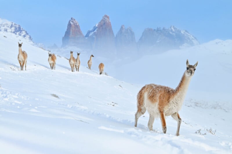 A group of guanacos stand in a snowy landscape with snow-capped mountains in the background under a clear blue sky. The guanacos, with their brown and white fur, are scattered across the snow-covered ground.