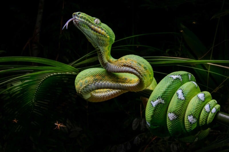 A vibrant green snake, coiled around a branch, is illuminated against a dark background. Its mouth is open slightly, revealing its tongue. A few small flies are visible around it, and lush foliage surrounds the scene.