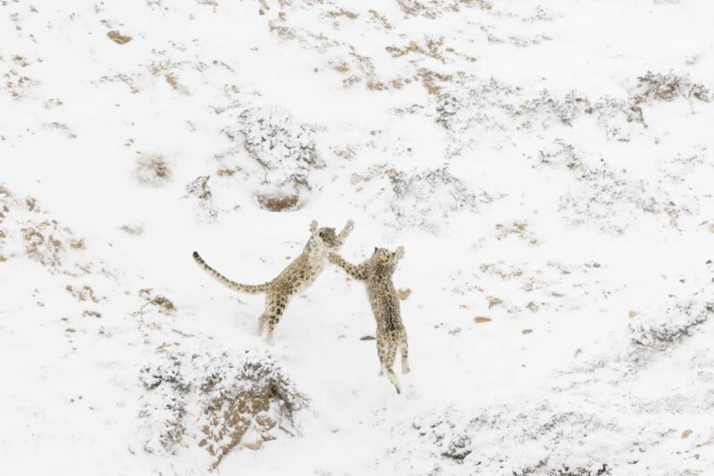 Two snow leopards playfully interact on a snow-covered landscape. Their spotted coats blend with the rocky, snowy terrain as they leap toward each other, surrounded by sparse patches of brown and gray rocks.