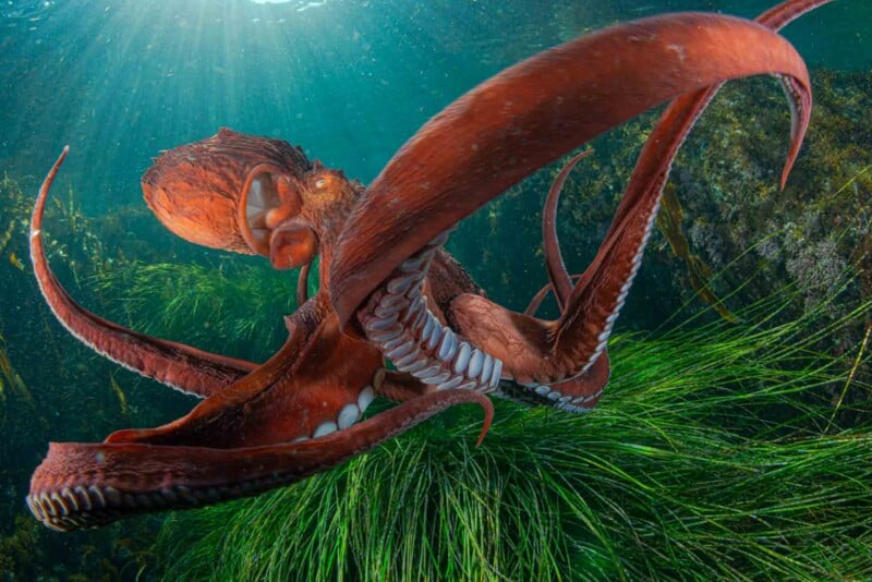 A vibrant red octopus gracefully swims through clear blue water, surrounded by green seaweed. Sunlight filters down, illuminating the underwater scene.