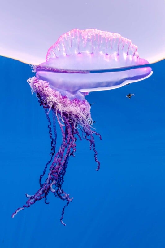 A vibrant Portuguese man o' war floats in clear blue water. Its translucent body is tinged with pink and purple, featuring long, trailing tentacles.