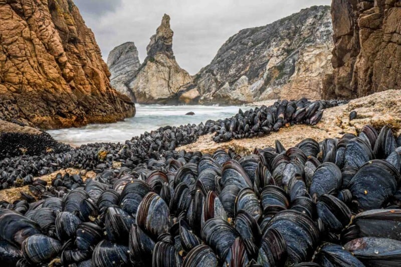 A rocky coastal landscape with numerous mussels clustered on the rocks in the foreground. The sea is visible in the midground, with jagged cliffs and rock formations in the background under a cloudy sky.