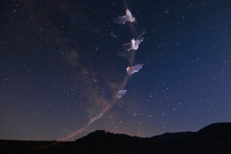 A time-lapse photo of bats flying against a starry night sky. The bats create an arcing path across the sky, with a clear view of the Milky Way galaxy in the background. Silhouetted hills are visible at the bottom.