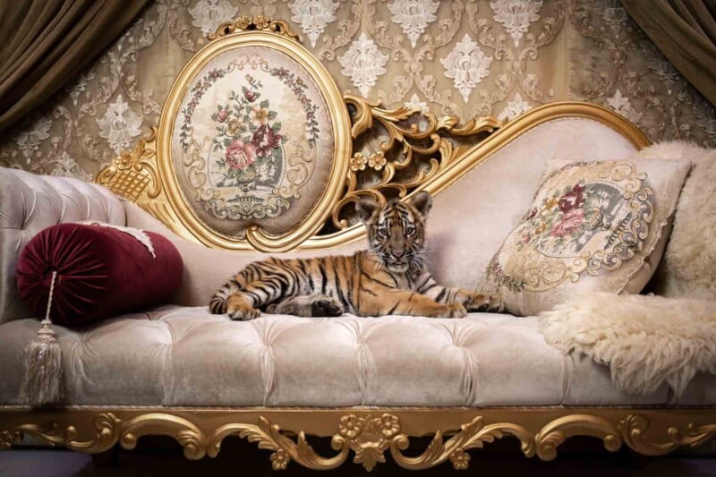 A tiger cub lounges on an ornate, gold-trimmed sofa with floral pillows and luxurious upholstery. The background features an elegant, patterned wall, and a round decorative tapestry hangs above the sofa.