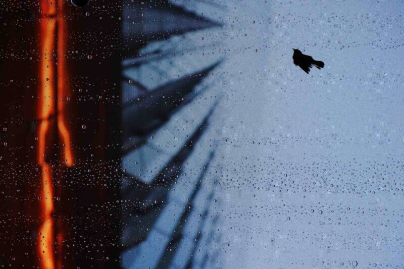 A silhouette of a bird in flight against a backdrop of a tall building with a glass facade. Raindrops are visible on the window in the foreground, with reflections of lights creating an intriguing composition.