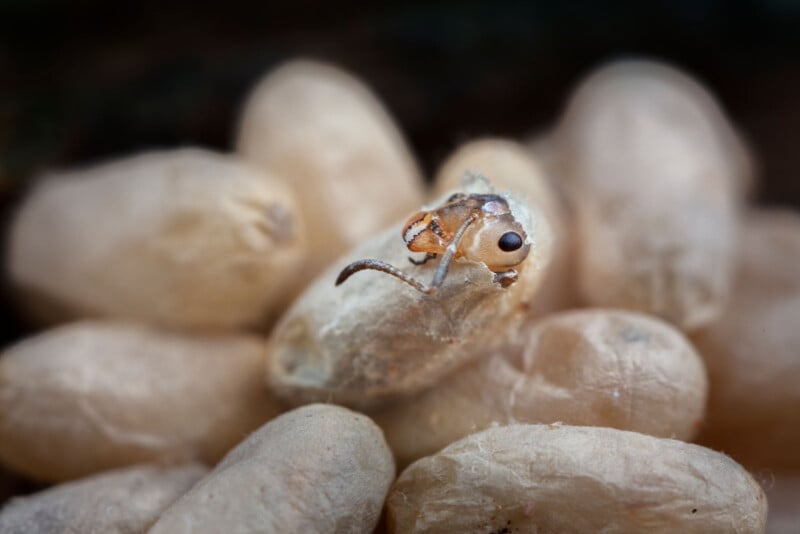 Close-up of a newly emerged parasitic wasp resting on a cluster of pupae. The wasp, with its translucent wings and small antennae, is surrounded by the light beige, cocoon-like pupae.