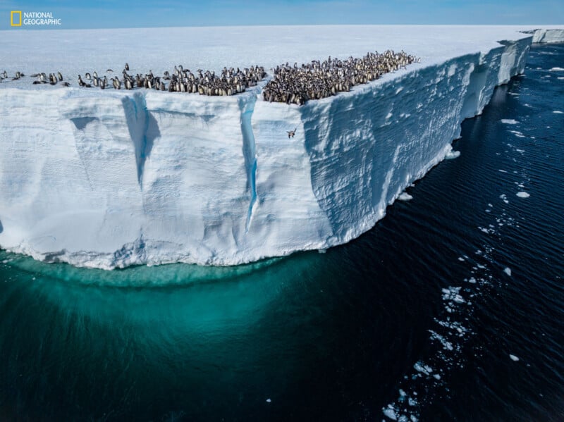 A large group of penguins gathers on the edge of a vast ice shelf surrounded by dark blue ocean water, with a clear sky in the background. The ice appears rugged and the water below shows varying shades of blue.