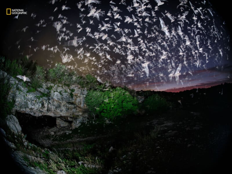 A swarm of bats flies out of a cave at dusk. The sky is dark with hints of sunset on the horizon. The ground is rocky with patches of greenery. National Geographic logo is visible in the corner.