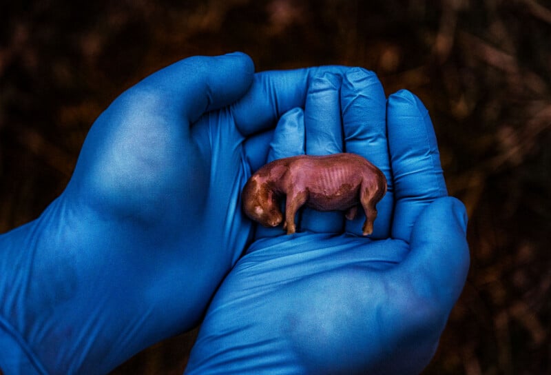 A pair of gloved hands gently holding a tiny, newborn piglet. The piglet's skin is reddish-brown and appears fragile, with visible small wrinkles. The blue gloves contrast with the piglet's skin, highlighting its small size and delicate features.