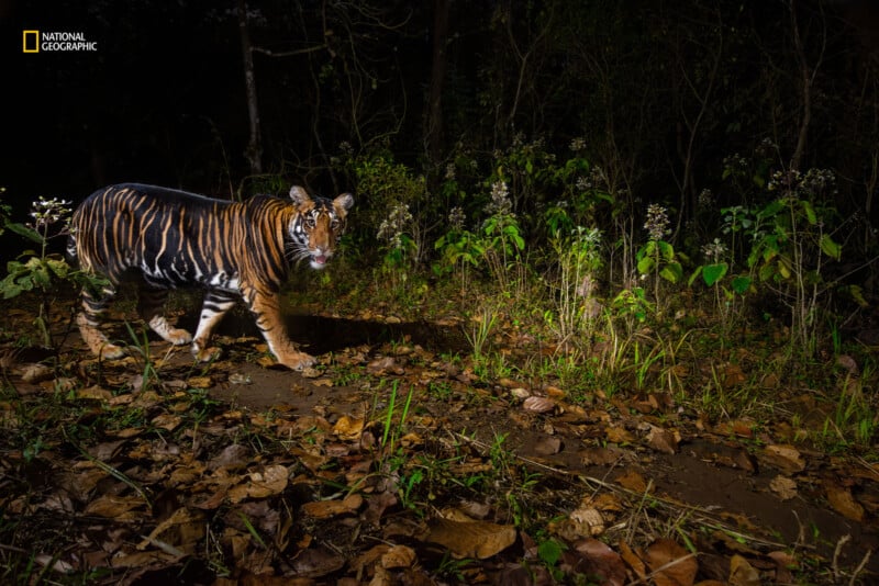 A tiger walks along a forest path at night, surrounded by dense vegetation. Its eyes shine in the darkness, and its striped fur contrasts with the leaf-covered ground. The environment appears serene and wild. National Geographic logo in the corner.