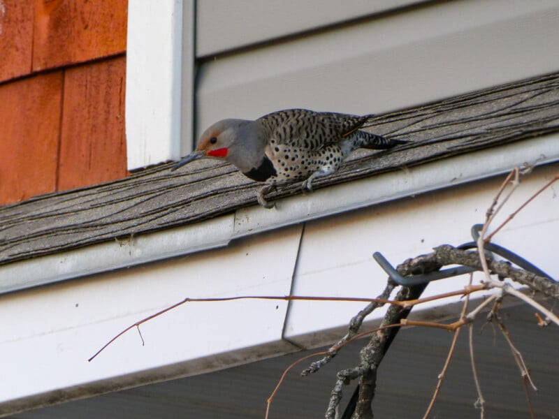 A Northern Flicker woodpecker with a speckled body and red markings perches on the edge of a roof next to a bare branch. The roof has gray and red shingles, and the bird appears alert and poised.