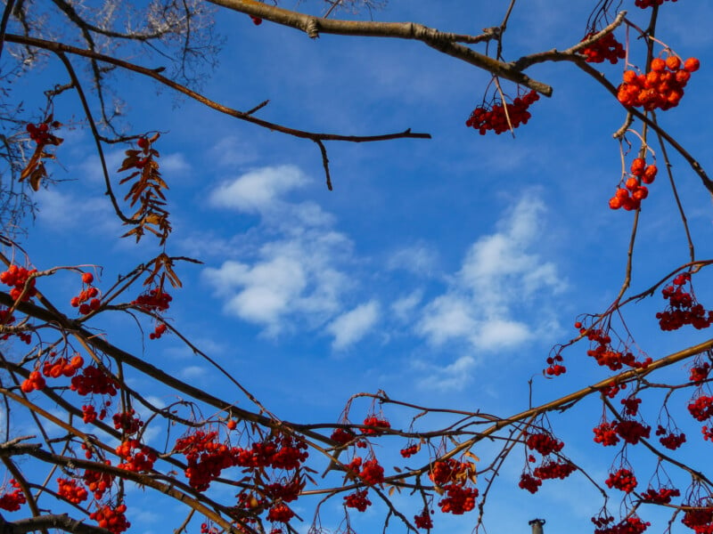 Bare tree branches with clusters of red berries frame a clear blue sky with scattered clouds.