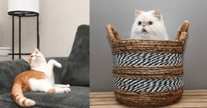 An orange and white cat lounges on a gray sofa, playfully reaching out. Beside it, a fluffy white cat sits inside a large woven basket with a curious expression. The background is simple and neutral-toned.