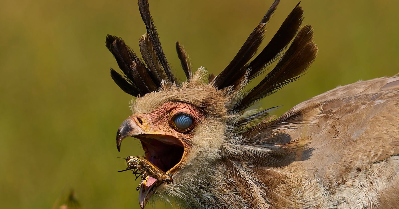 Bird Reveals Its Third Eyelid in Scientific Photo Competition