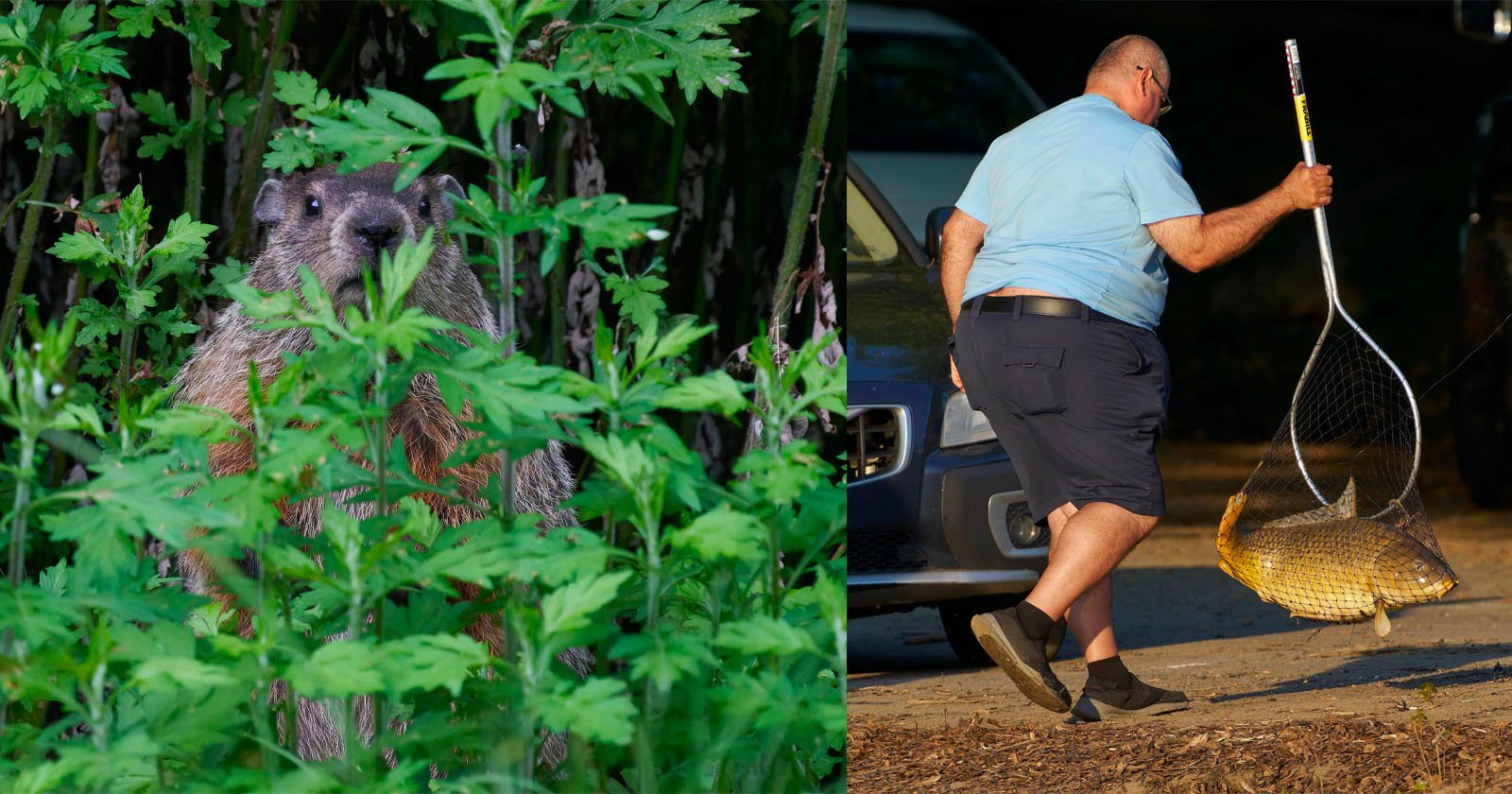 A groundhog peeks through green foliage on the left, while on the right, a man in a light blue shirt and shorts walks toward a car holding a large fish in a net.