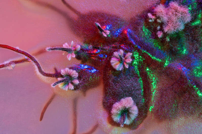 Close-up of a plant with fuzzy buds and colorful iridescent light reflections, featuring vibrant reds, blues, and greens. The plant's texture is soft and hairy, set against a blurred, warm-toned background.