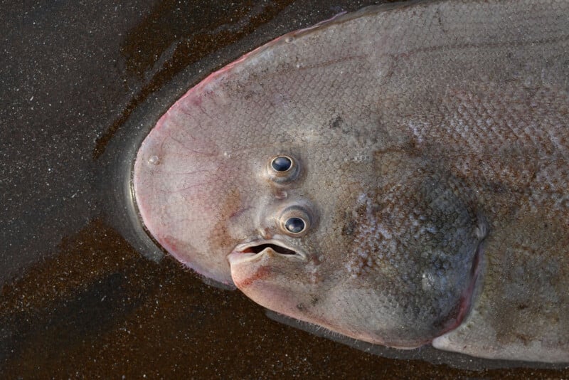 Close-up of a flatfish lying on dark wet sand. The fish has a round, flattened body with both eyes on one side. Its scales are a mottled gray and pink, blending with the sandy texture beneath.