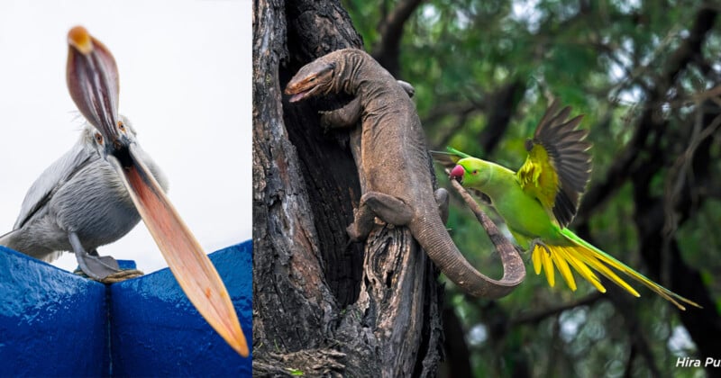 A pelican with an open beak sits on a blue railing, while a vibrant green parrot with red accents pecks at a large lizard clinging to a tree trunk. Lush greenery surrounds the scene.