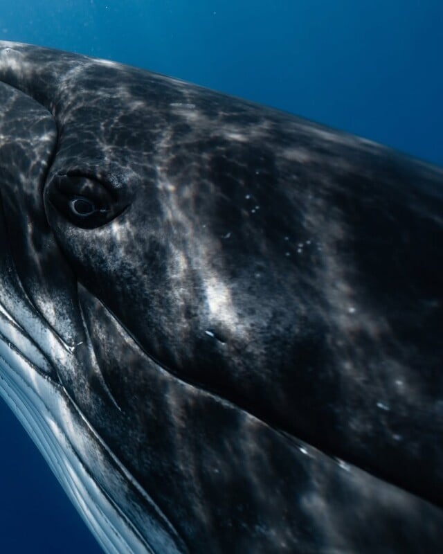 Close-up of a whale's head submerged underwater, with light creating patterns on its dark skin. The eye is visible, and the surrounding blue water enhances the creature's majestic presence.