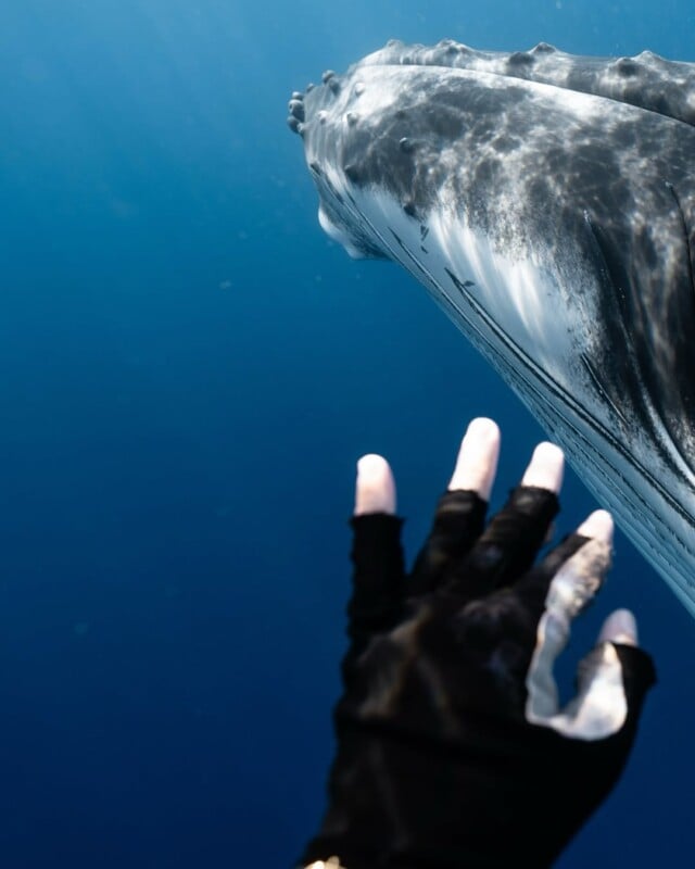 A gloved hand reaches towards a large whale swimming gracefully underwater, against a backdrop of deep blue ocean. The whale's textured body is partially visible, emphasizing its size and presence in the ocean depth.