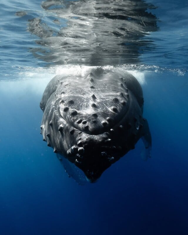 A humpback whale emerges from the deep blue ocean, its textured head breaking the water's surface. The sunlight highlights the patterns and barnacles on its skin, creating a striking contrast between the dark whale and the vivid blue sea.