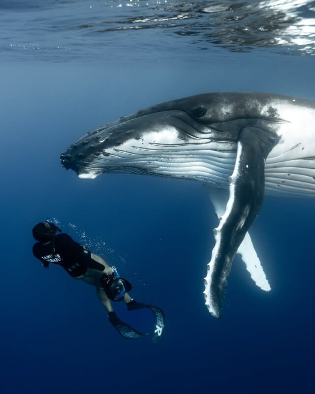 A snorkeler interacts with a large humpback whale underwater. The whale's mouth is open, showing its baleen plates, and its white fins are visible against the deep blue ocean backdrop.