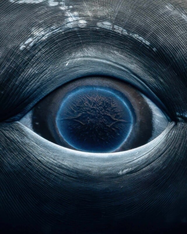 A close-up of a whale's eye, showing detailed textures. The eye appears large and deep blue, surrounded by the skin's intricate lines and patterns. Light reflects subtly off the skin, highlighting its natural textures.