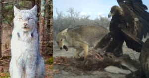 A split image: on the left, a lynx sits in a forest; on the right, an eagle attacks a wolf over a carcass in a barren landscape.