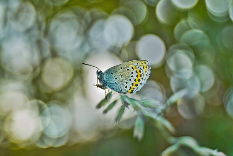 A small butterfly with blue and yellow-spotted wings perched on a blade of grass, surrounded by a softly blurred background with circular light bokeh.