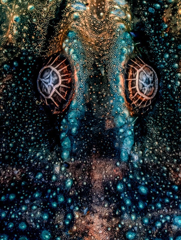 Close-up of a peacock flounder, highlighting its vibrant blue and green speckled skin and distinct round eyes. The intricate patterns and textures of the fish's body create a mesmerizing, almost abstract appearance.