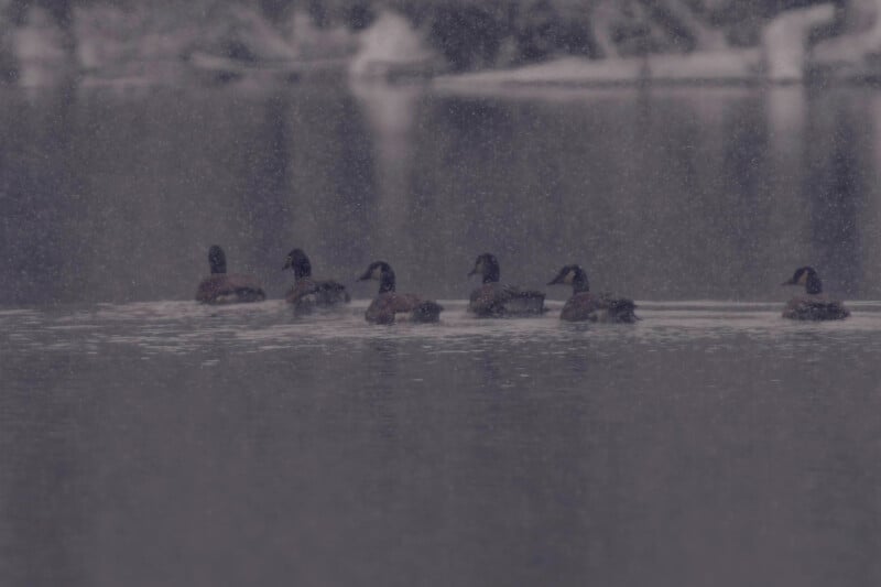 A group of ducks swims gracefully on a calm lake under a light snowfall. The water reflects their silhouettes, and the snowy landscape in the background adds a serene, wintry atmosphere to the scene.