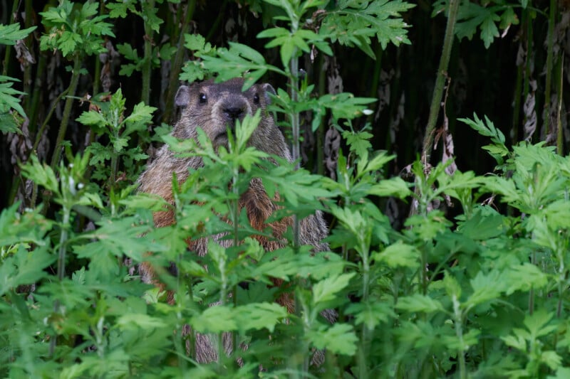 A groundhog partially hidden behind lush green foliage, peeking through the leaves. The scene is set in a dense, verdant outdoor area, with the groundhog's curious eyes visible above the plants.