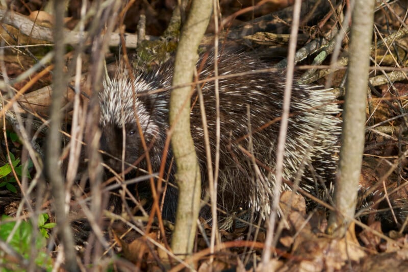 A porcupine with spiky quills is partially hidden behind branches and dry leaves in a forest setting. Its body is camouflaged among the brown and green foliage.