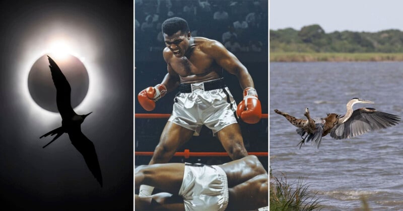 A triptych: a bird flying in front of a solar eclipse, a boxer celebrating over a fallen opponent in a boxing ring, and a heron landing near a body of water with wings outstretched.