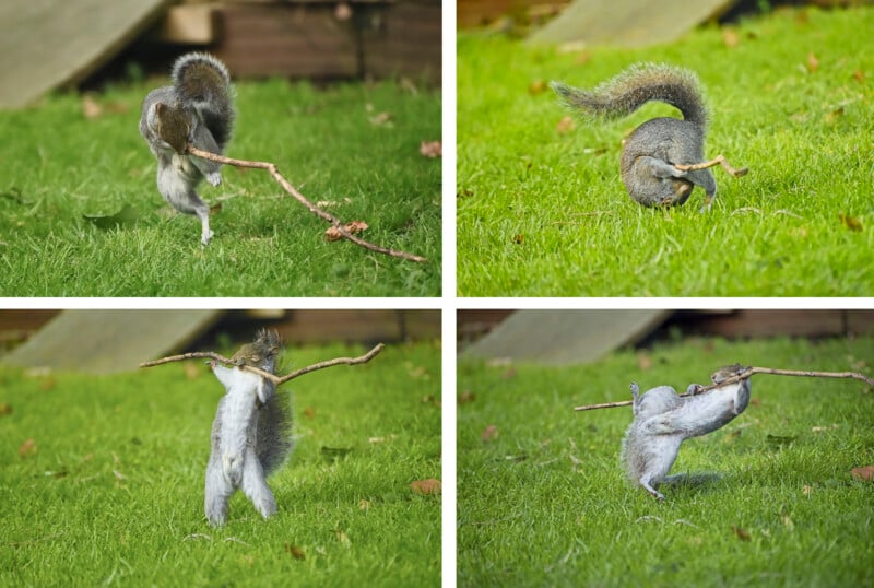 A collage of four images shows a squirrel playing with a long stick on grass. The squirrel lifts and maneuvers the stick in various poses, showcasing its playful interaction with the object.