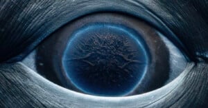 A close-up image of a blue whale's eye, showing intricate details and textures. The eye is framed by rough, textured skin, with a deep blue iris and a slightly reflective surface.