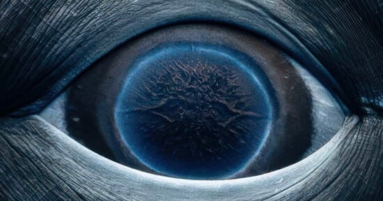 A close-up image of a blue whale's eye, showing intricate details and textures. The eye is framed by rough, textured skin, with a deep blue iris and a slightly reflective surface.