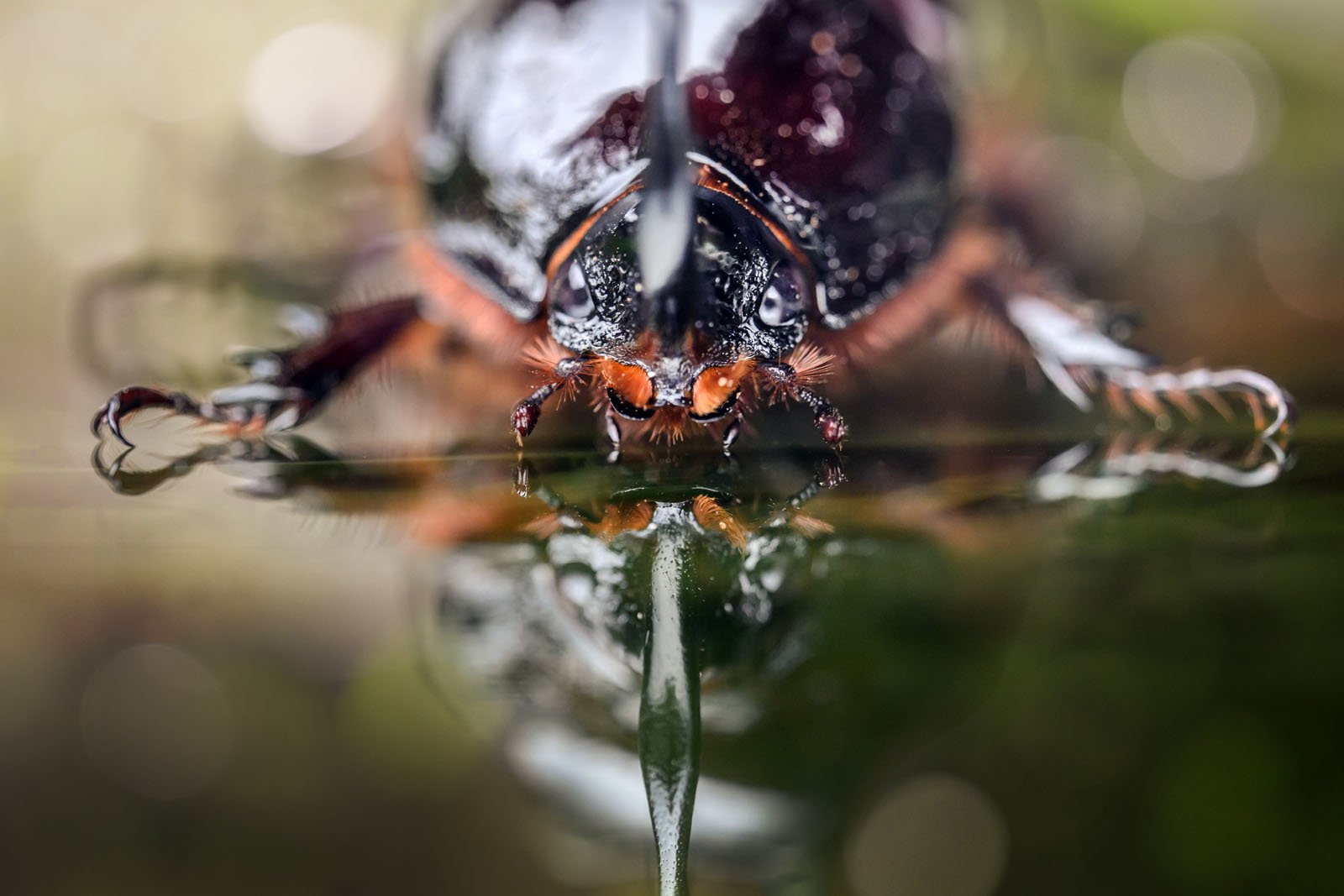 Close-up of a beetle drinking water, with its reflection visible on the water surface. The background is softly blurred, highlighting the beetle's detailed features and glossy exoskeleton.