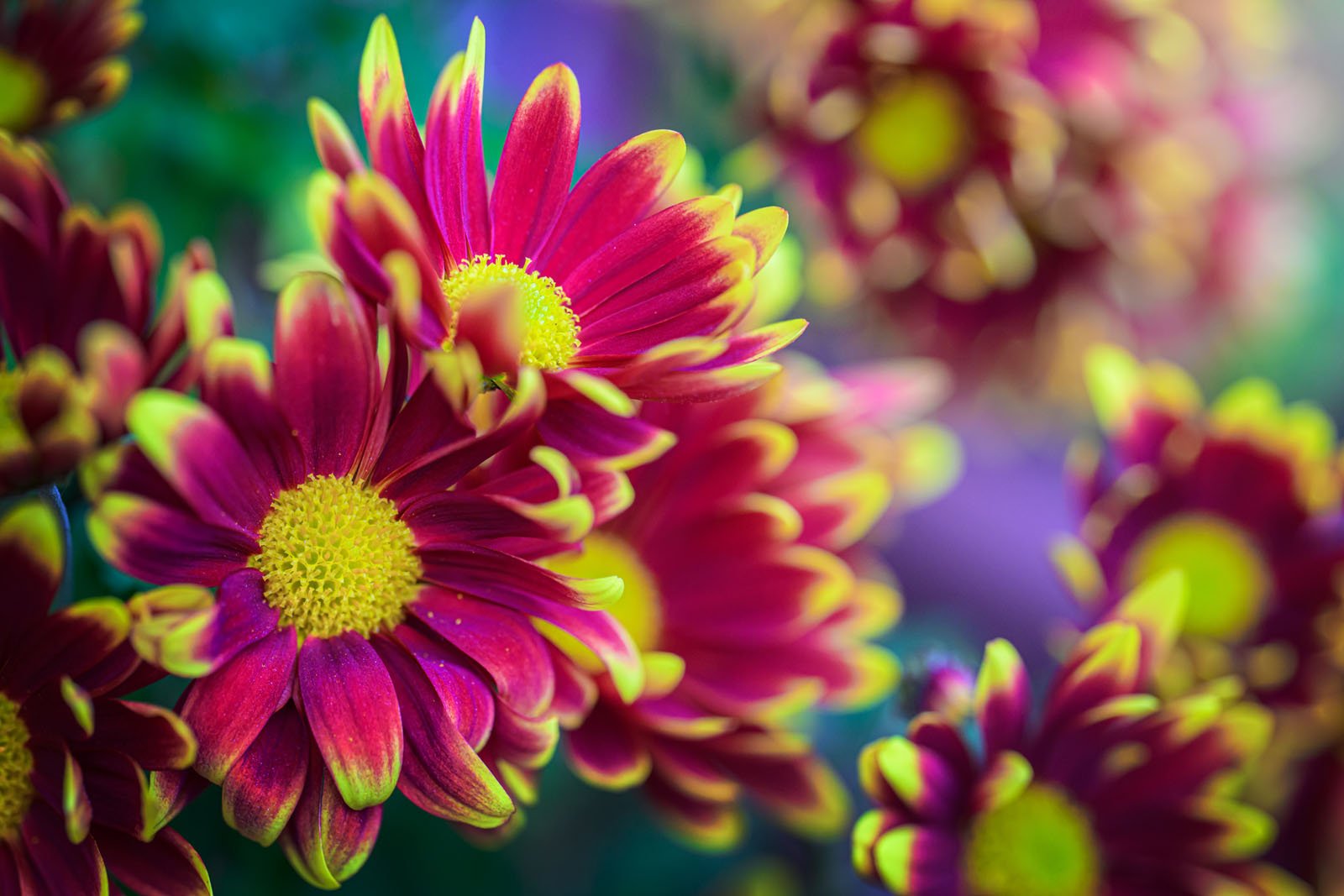 Close-up of vibrant red and yellow flowers with detailed petals and a bright yellow center. The background features a soft focus of green and purple hues, enhancing the flowers' vividness.