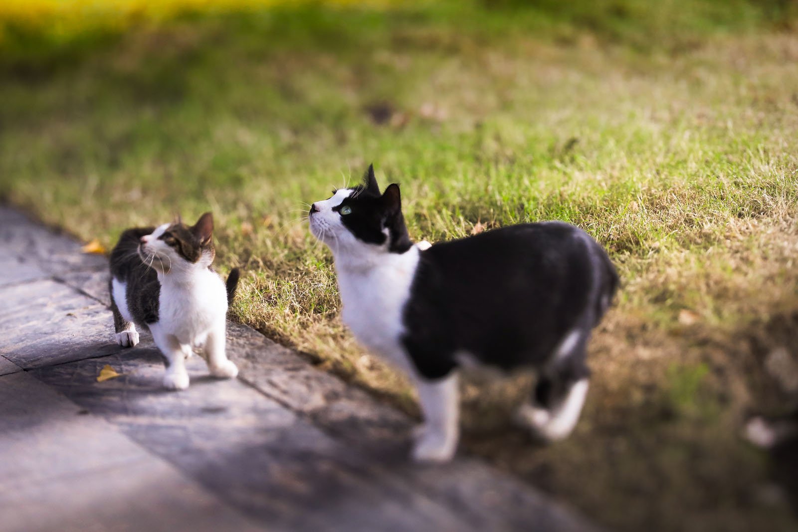 A black and white cat and a smaller brown and white kitten stand on a pathway next to green grass, both looking upward.