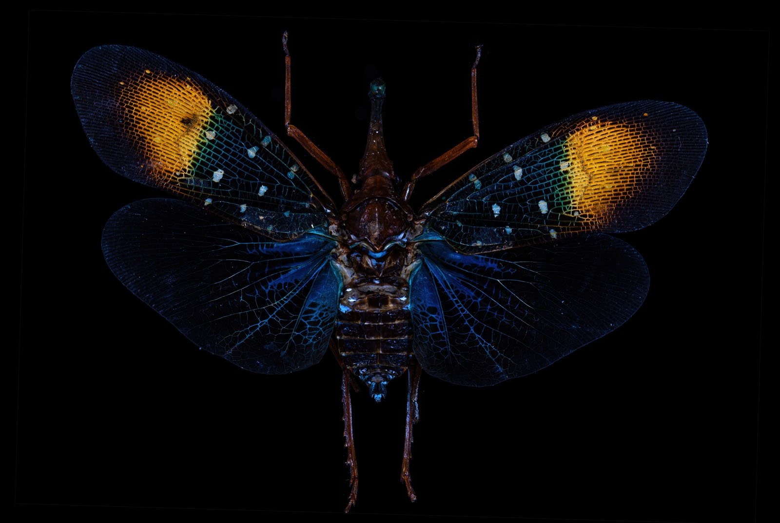 A colorful insect with outstretched wings against a black background. The wings have vibrant blue and orange patterns with hints of green near the body, showing intricate textures and details. The insect's body is dark with visible segments and limbs.