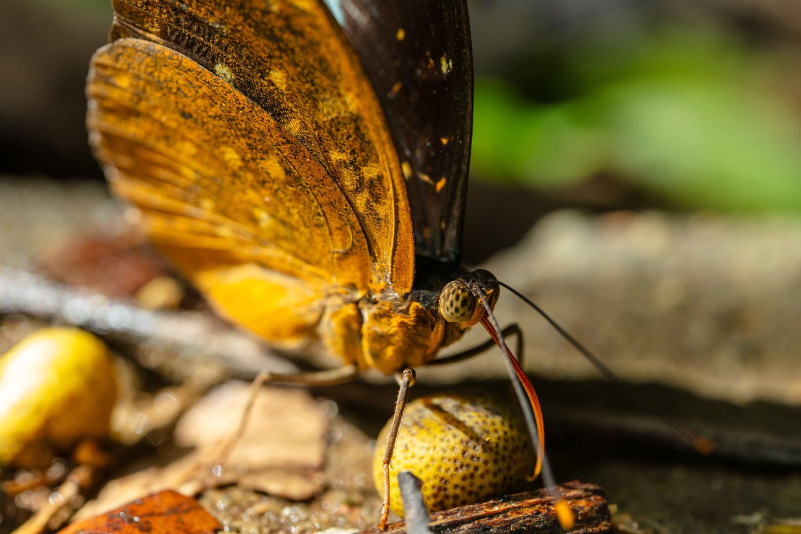 Close-up of a butterfly with vibrant, textured orange-brown wings. It's feeding on a yellow fruit on a forest floor surrounded by leaves and twigs, with soft, blurred green foliage in the background.