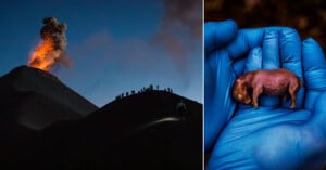 Left side: A silhouetted group watches a volcano erupting at night with fiery lava and ash. Right side: A person wearing blue gloves holds a tiny, hairless, baby animal.