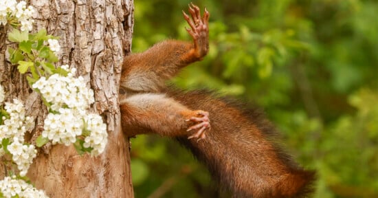 A squirrel is mostly hidden inside a tree with only its legs and tail visible sticking out. It appears to be climbing or maneuvering around the tree trunk. White flowers are visible on the tree. The background is blurred greenery.