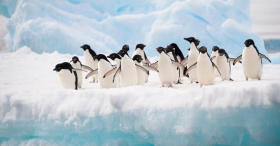 A group of penguins stands close together on a snow-covered ice surface. The icy background is light blue, suggesting a cold, polar environment. The penguins appear alert and numerous, creating a lively scene.