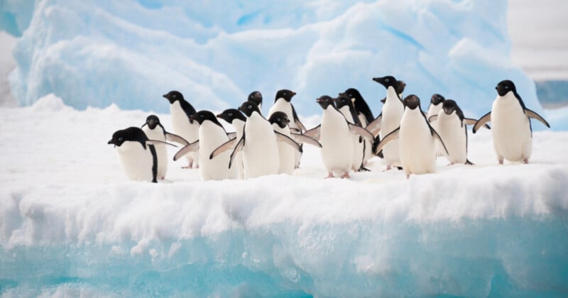 A group of penguins stands close together on a snow-covered ice surface. The icy background is light blue, suggesting a cold, polar environment. The penguins appear alert and numerous, creating a lively scene.