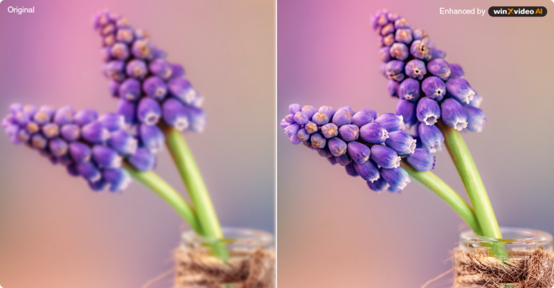 Side-by-side comparison of a close-up image of two grape hyacinths in a glass jar. The left image is slightly blurred, while the right image appears sharper and more vibrant. Both have a soft pink and purple gradient background.