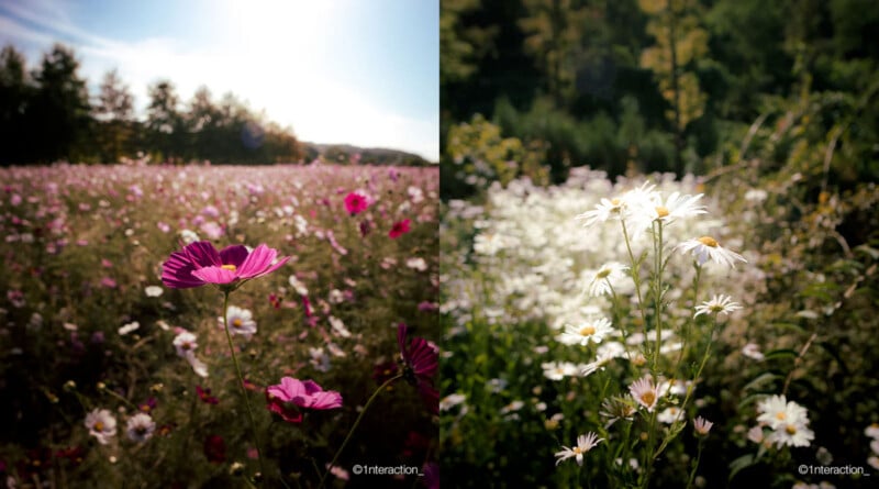 A split image shows a vibrant meadow filled with pink cosmos flowers on the left and a sunlit meadow with white daisies on the right. Both sides are under a clear blue sky surrounded by lush greenery.