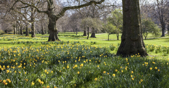 St James’ Park in London, U.K.