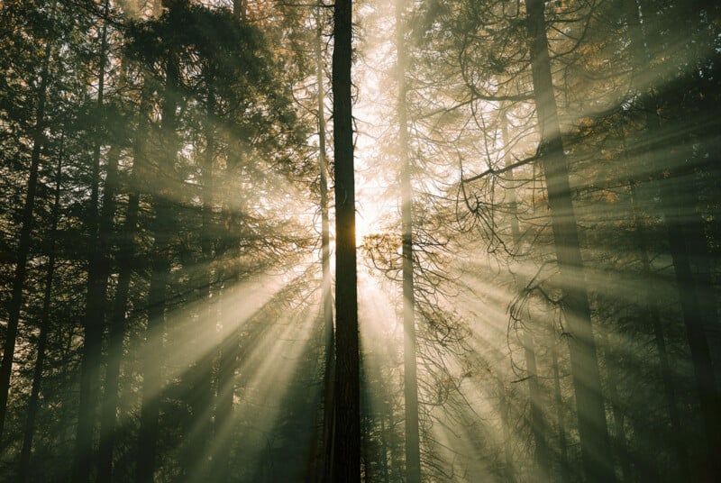 Sunbeams⁤ filter through a dense forest, illuminating the trees in a serene atmosphere.The shafts of light create a radiant, almost magical⁤ effect in the early morning ‍or late afternoon ‌setting.